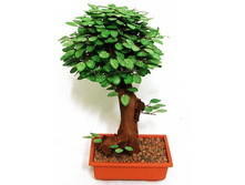 �� 45/21� - 2033