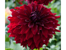 �������� ������ ����� 96�