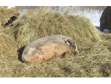 ���� ��������