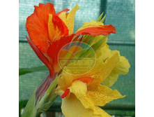 ����� ������. ���������.jpg