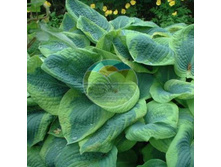 ����� ������� ������� (�������������).jpg