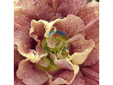 �������� ����� �������.png