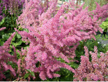 �������� ����*