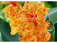 ����� ������� 86,4�.jpg