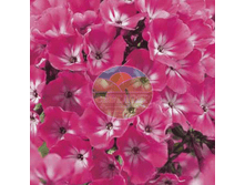 ����� ����������.png