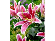 ����� ������� 5�� 132�