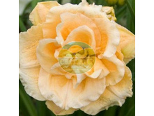 �������� ������� ����.jpg