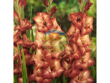 ��������� ������ 12.jpg