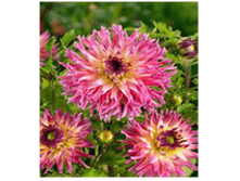 �������� ��� ���� 96�