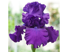 ���� ������ ��� 130,8�