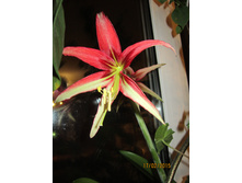 �������� La Paz