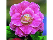 ������� �������.png