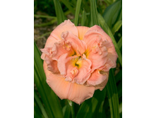 �������� ������ ���� ������� 162,8�