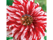 �������� �������� ��� �����.png