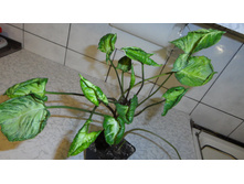 ��������� Godzilla (Podophyllum Shell Shocked )