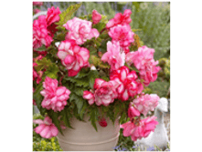 ������� ����� �� ���� 91,2�