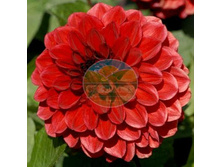 �������� �����.jpg