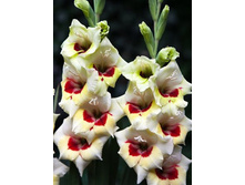 ��������� ������� 102�