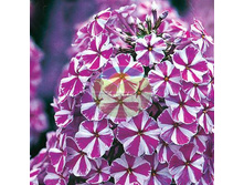 ����� ������.jpg