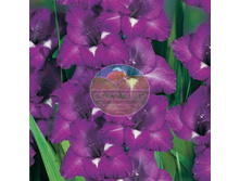 ��������� ��� 10.jpg