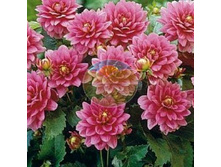 �������� ��������.jpg