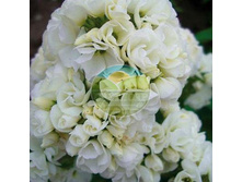 ����� ���� �����.jpg