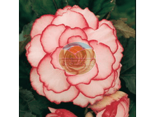 ������� �����.png