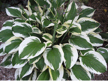 ����� ������� 118,8�