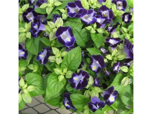 ������� ����� ������� 28 ���..�������� 37 ��.