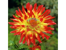 �������� ���������.jpg