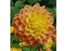 �������� ����� ������ 101,4�