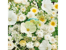 ����� ����-���� ����� ���� (0,55 � �� 50 �2).jpg