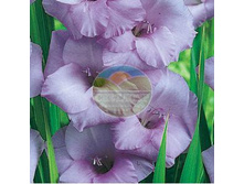 ��������� ����� 12.jpg