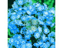 ����� ��������.png