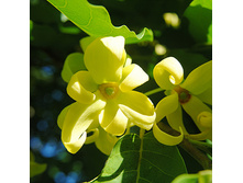 �����-����� ������� �����.jpg