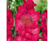 ��������� ��������� 12.png