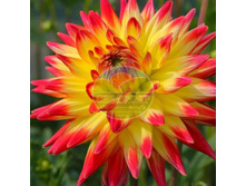 �������� �������� ����� ��� ����� ������.jpg