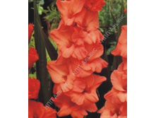 ��������� ���������  96�.jpg