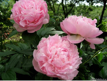 ���� ������� ���� 282�.jpg