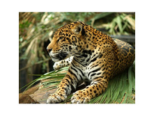 ����� 48*38 Ag5852-1097 ���.