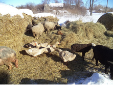 ���� ��������