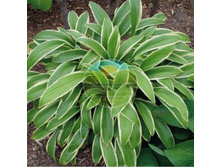 ����� ��������� (�����������).jpg