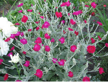 ������ ���������� ( ��� ����� ����)