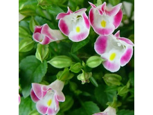 ������� ����� ������� 28 ���. �������� 32 ��.