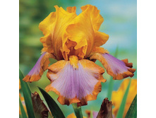 ���� ����� ����� 118,8�