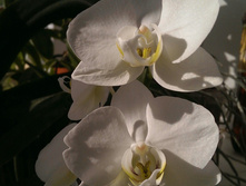 ����������, �������� ������� 2015