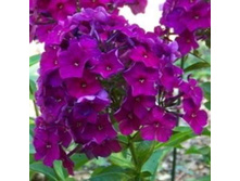 ����� ���� 58,8�