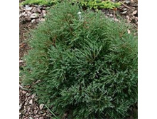 ��� ���. ���������+