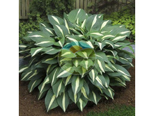 ����� ����� �������.jpg