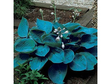 ����� ���������� ��� 84�